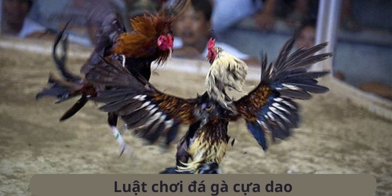 đá gà cựa dao xin88