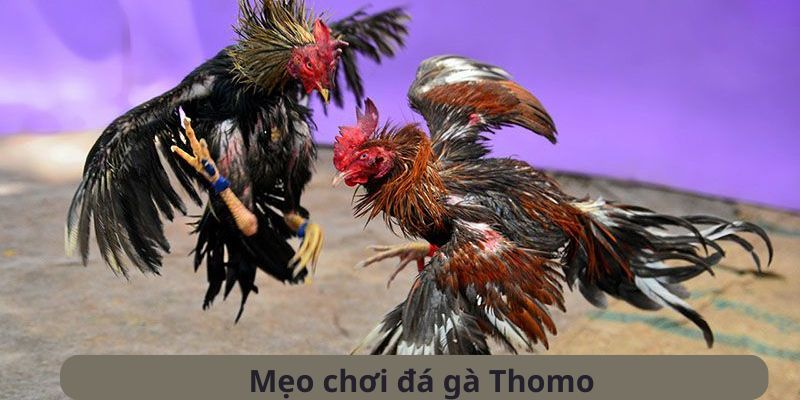 đá gà thomo xin88