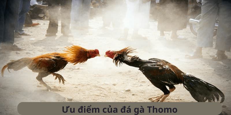 đá gà thomo xin88